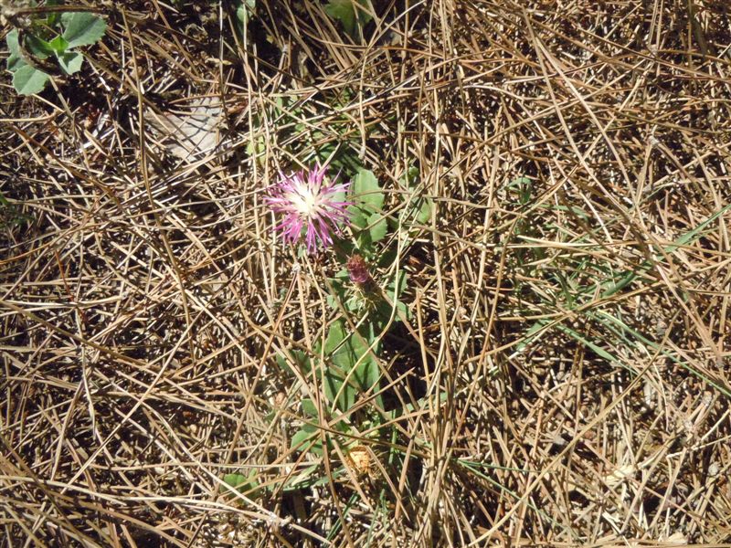 Centaurea sphaerocephala